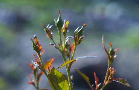 Unopened flower buds openの写真素材