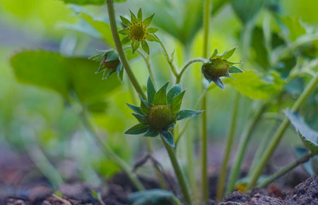 Unripe green strawberries, fresh strawberriesの写真素材