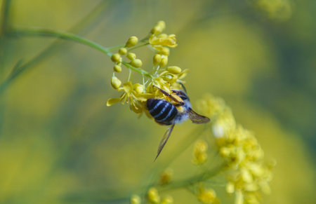 Bees in the flower garden feed on yellow flowers