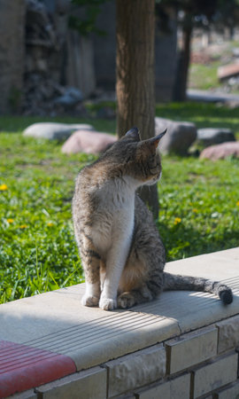 The cat looks at something, it sitsの写真素材
