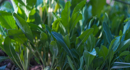 Plant leaves are everywhereの写真素材