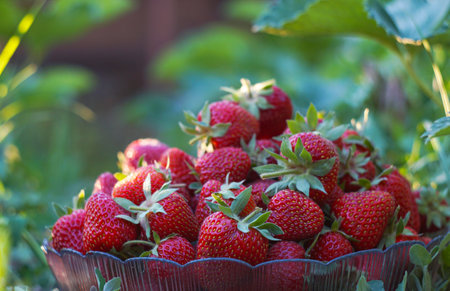 Strawberries are picked in a bowl in a strawberry fieldの写真素材