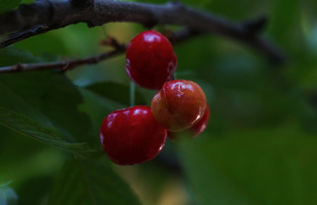 A red cherry fruit hangs from a cherry branch