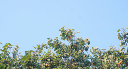 A yellow apricot fruit is visible on an apricot tree
