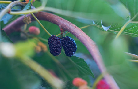 The mulberry fruit is ripe on the mulberry branches