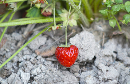 There are strawberries under the oulpnay leavesの写真素材