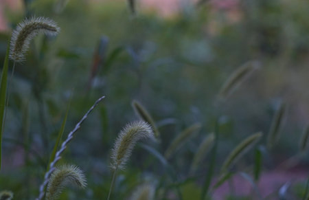 The head of unripe barley is bent