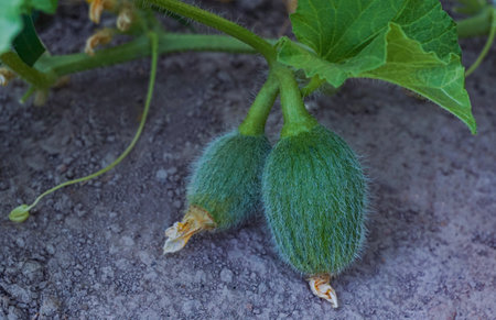 The new harvest of melons will be largeの写真素材
