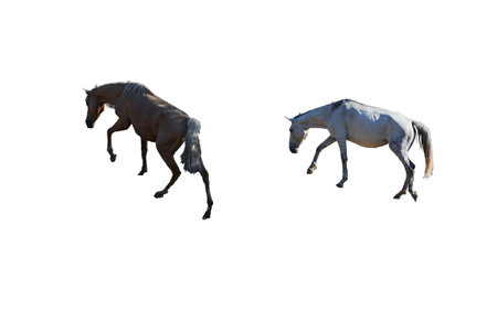 A white and yellow horse is placed on a white backgroundの写真素材