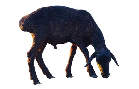 A black ram is looking down on a white backgroundの写真素材