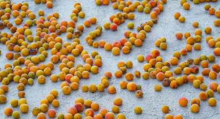 Apricots fall to the ground and dryの写真素材