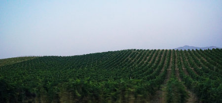 A vineyard on the side of the road is visibleの写真素材