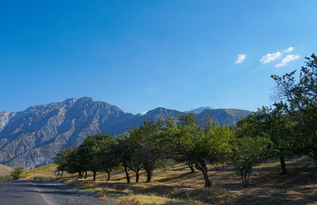 Thick groves can be seen at the foot of the mountain