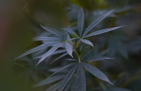 Cannabis leaf buds are growingの写真素材