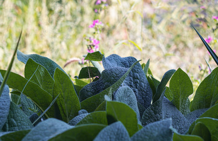 Big leaves are everywhere in the gardenの写真素材