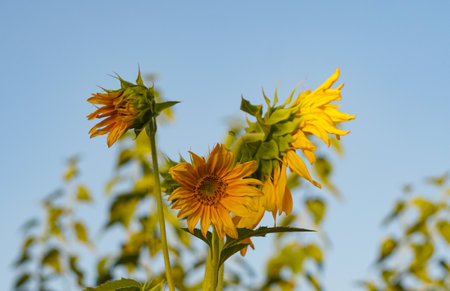 A sunflower in a field grows upwardsの写真素材