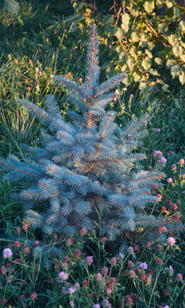 There is a white spruce in the middle of the yardの写真素材