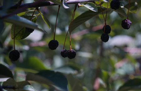 A cherry on a cherry branch is rotten in the gardenの写真素材