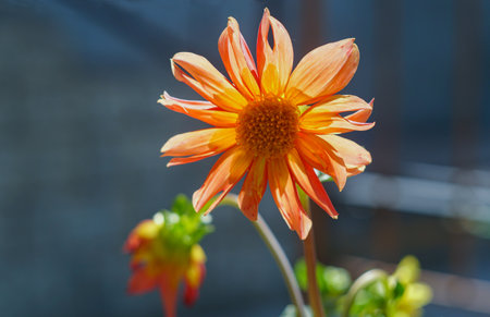 A fiery flower opened in the gardenの写真素材