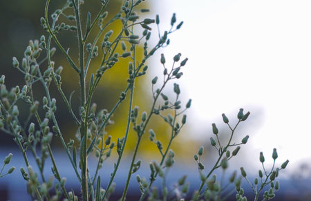 Buds in the field are very small and many plants
