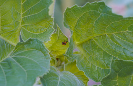 Two red beetles are sitting on top of each other on a leaf