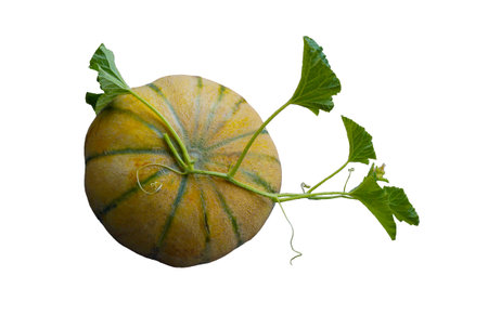 Ripe round big melon on white backgroundの写真素材