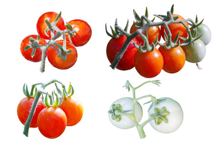 There are small tomatoes on a white backgroundの写真素材