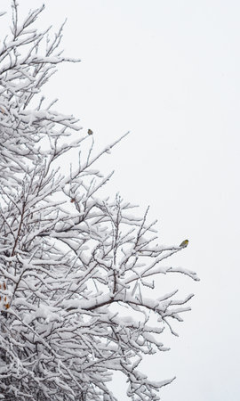 Two sparrows sit on a snowy tree branch on a white backgroundの写真素材