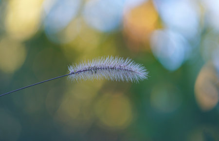 Bokeh photo of an ear of barley in the field
