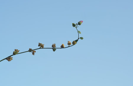 The blue sky is visible behind the pinkish-brown flower