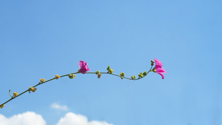 The blue sky is visible behind the pinkish-brown flowerの写真素材