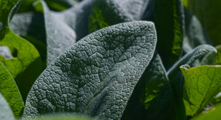 The structure of the leaves of a large leafy plant