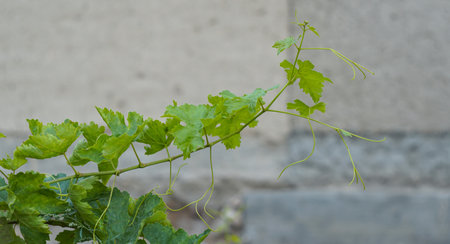 Vine branches and leaves are visible