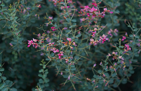 Thorn buds in the field are pinkの写真素材