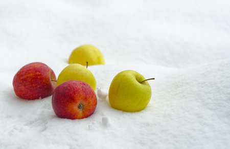 Red and yellow apples scattered on white snowの写真素材