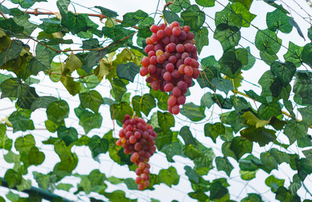 Red grapes hanging on the vine in the garden