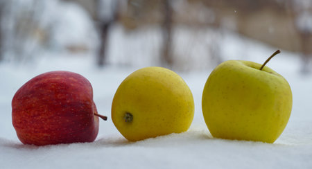 Red and yellow apples scattered on white snowの写真素材