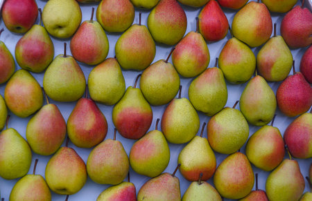 Many pears are picked in rowsの写真素材