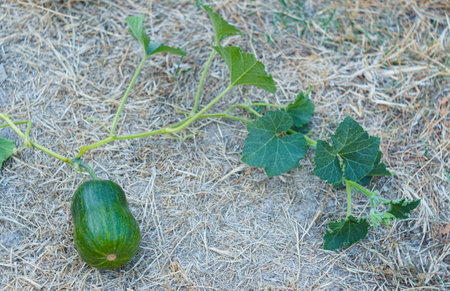 Pumpkin branch, leaf and pumpkin in the fieldの写真素材
