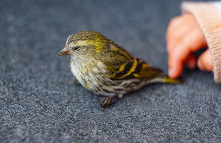 A sparrow sits on a child's palmの写真素材
