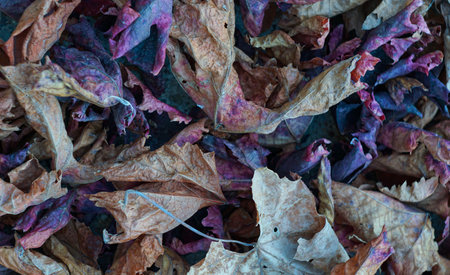 On the ground, the leaves turned yellow and red.の写真素材