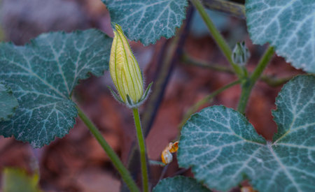 An unopened pumpkin flower in the garden is about to open.