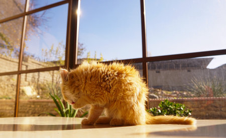 A fluffy little yellow kitten walks inside the house.の写真素材