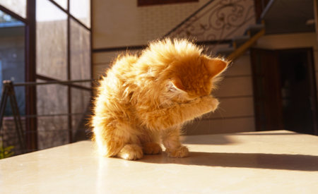 A fluffy little yellow kitten walks inside the house.の写真素材