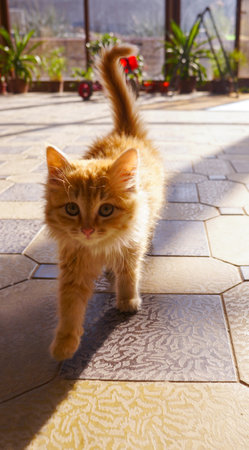 A fluffy little yellow kitten walks inside the house.の写真素材