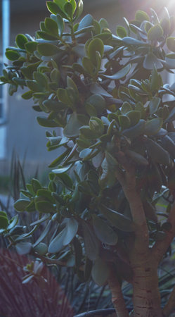 A row of flowers along the path in the yard.の写真素材
