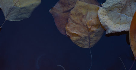 In autumn, yellow leaves float on the water.