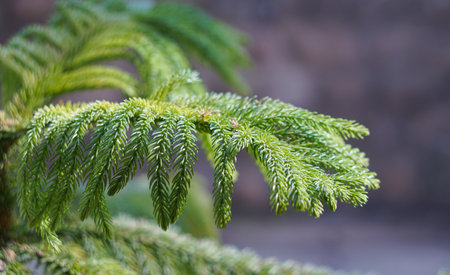 spruce branches and needles growing indoorsの写真素材