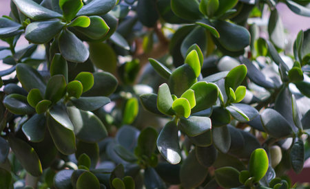Flower buds and leaves open and spread outの写真素材