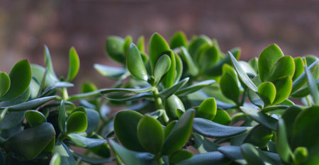 Flower buds and leaves open and spread outの写真素材